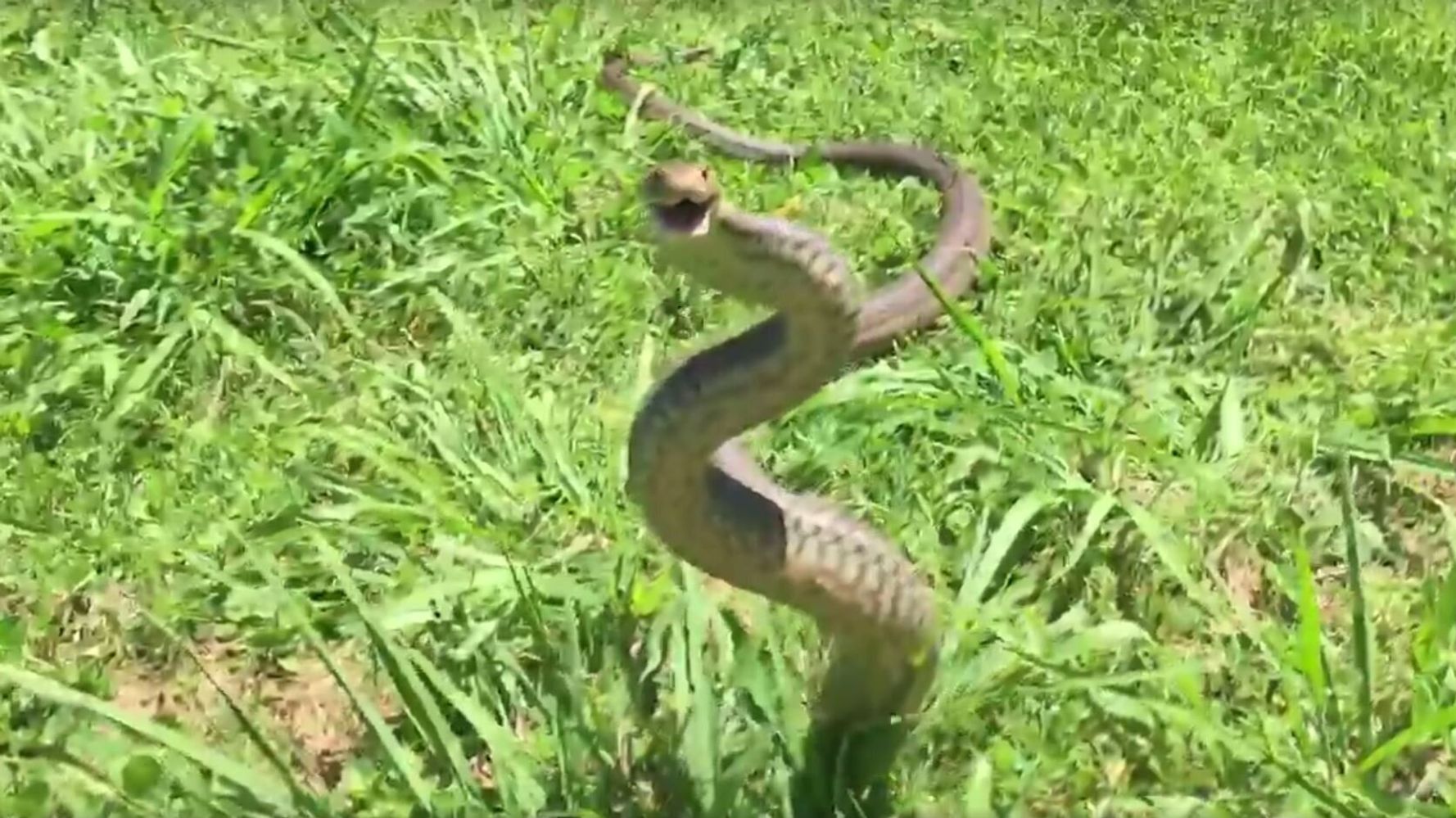 Slow-Motion Brown Snake Looks Kinda Cute | HuffPost Australia News