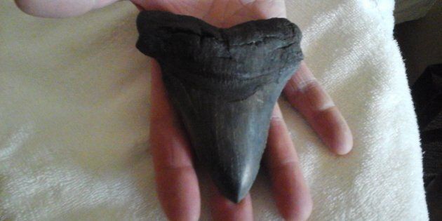 Nat Campbell of Amherst, Virginia found the tooth in Myrtle Beach, South Carolina.