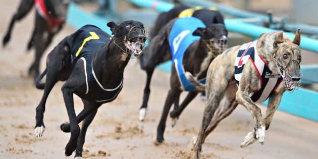 People who want greyhound racing outlawed in NSW have rallied in Sydney.
