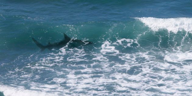 A man has reportedly been bitten by a shark near Byron Bay (file picture)