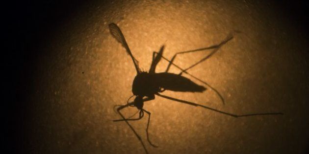 Heavy rain and flooding have created the perfect breeding ground for a plague of mozzies.
