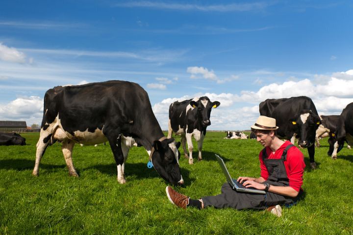 Moo, me? Attaching billions of the world's cows to the internet of things to improve farming will require faster internet speeds.