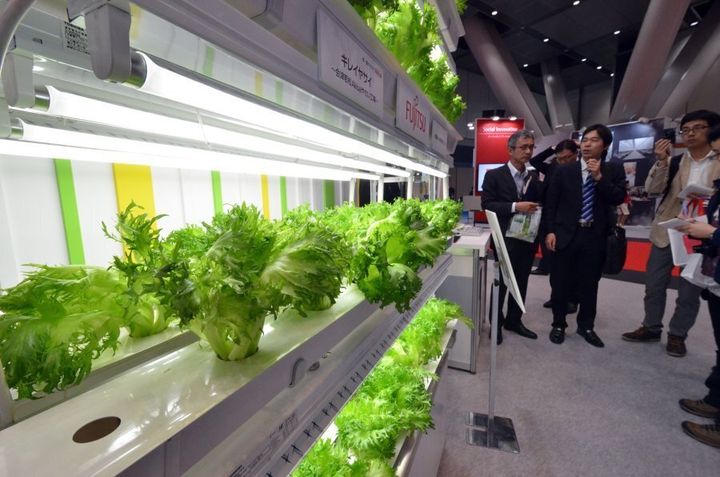 A display of Japanese computer giant Fujitsu's lettuce cultivation factory shown in Tokyo in 2014, shortly after Fujitsu started to sell clean lettuce made at a factory in Fukushima.
