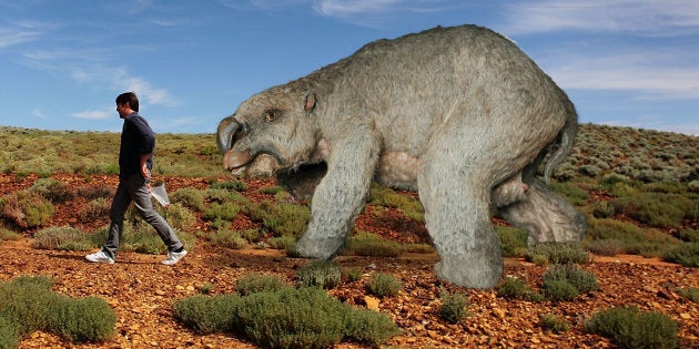 This is a diprotodon in the Flinders Ranges. Would you fight it?