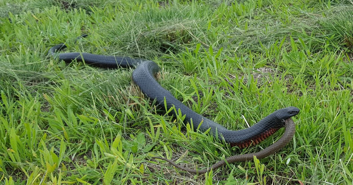 WTF Look At This Six-Foot Snake Eating Another Six-Foot Snake ...