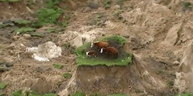 Three cows have been saved from a mini island created by the NZ quake.