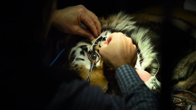 Indira the tiger undergoes tests at Sydney University Veterinary Teaching Hospital.