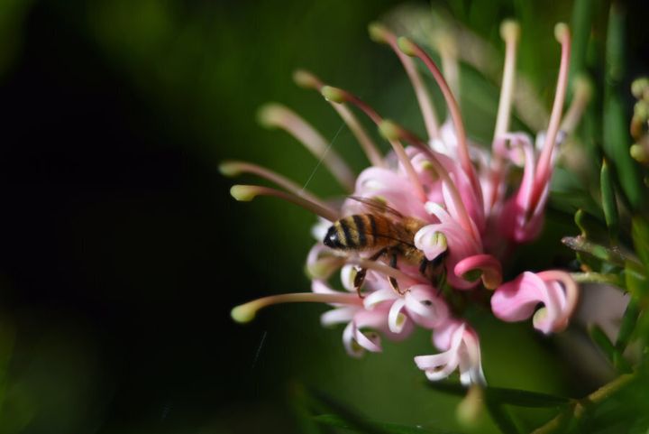 Honey bees in Australia present a sort of safe island in the world, as they are not affected by a disastrous mite.