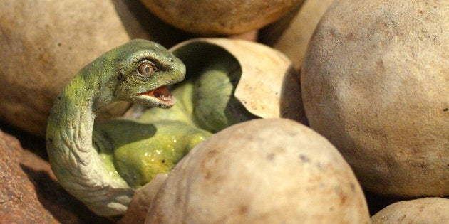 402200 02: A model of a hatching baby sauropod is part of the exhibit titled 'Tiniest Giants: Discovering Dinosaur Eggs'March 12, 2002 at the Field Museum in Chicago. The exhibit comes from the 1997 discovery in southern Argentina of the largest nesting site of dinosaur eggs ever found. More than a mile square, the site held tens of thousands of eggs, some containing fossilized embryos so well preserved the scientists could see patterns of reptilian scales in their skin. 'Tiniest Giants: Discovering Dinosaur Eggs' was developed by the Natural History Museum of Los Angeles County and the Carmen Funes Museum of Argentina. The exhibit is open at the Field Museum through September 2, 2002. (Photo by Tim Boyle/Getty Images)