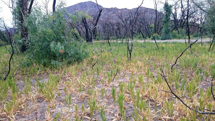 Conservationists are using the 3D glasses to target sallow wattle, an invasive weed in the Grampians National Park, Victoria.