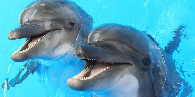 Two dolphins in a pool