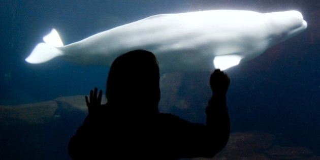 VANCOUVER, CANADA - FEBRUARY 17: Visitors interact with beluga whales at the Vancouver Aquarium February 17, 2009 in Vancouver, British Columbia, Canada. Vancouver is the host city for the 2010 Winter Olympic Games being held February 12-28, 2010. (Photo by Robert Giroux/Getty Images)