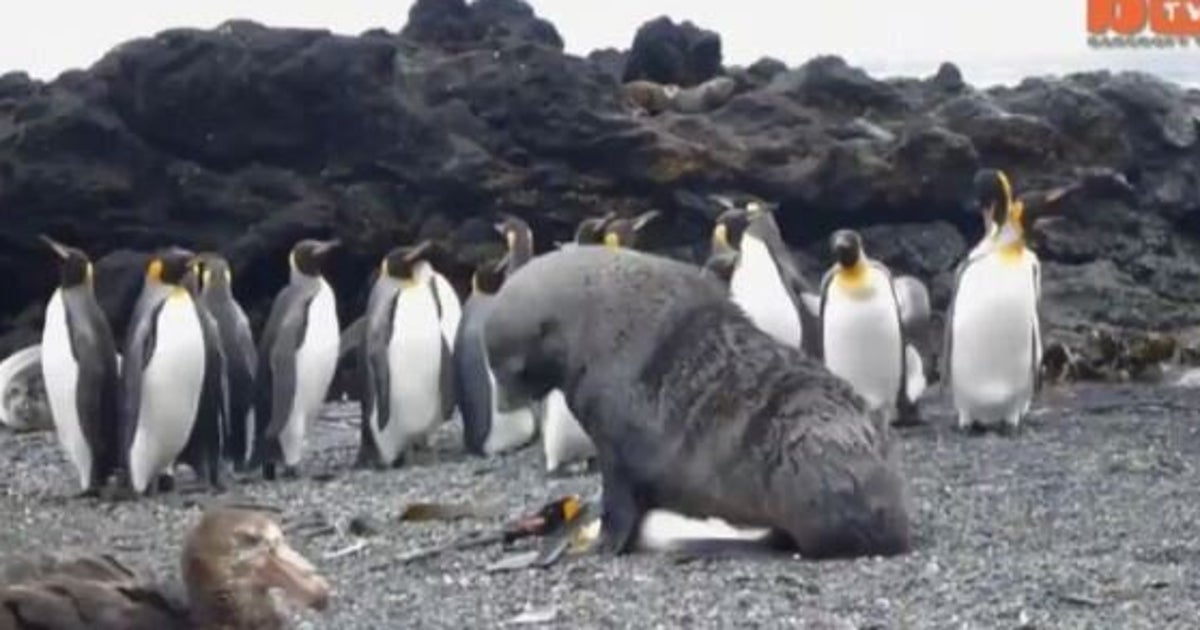 Scientists Capture Rare Footage Of Seals Forcefully Trying To Have Sex With Penguins Huffpost Life 