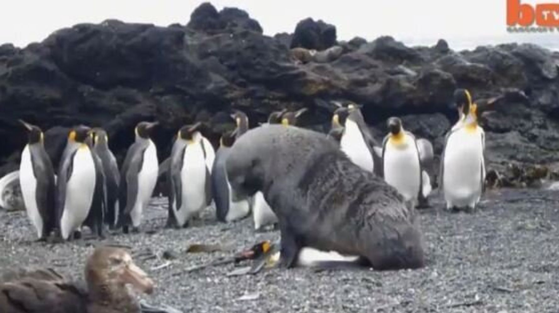 Scientists Capture Rare Footage Of Seals Forcefully Trying To Have Sex With  Penguins | HuffPost Life