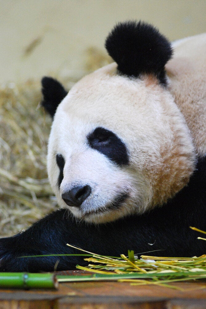 dog that looks like a panda