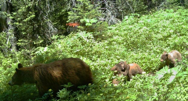 An Orphanage for Grizzly Bears, Nature and Wildlife