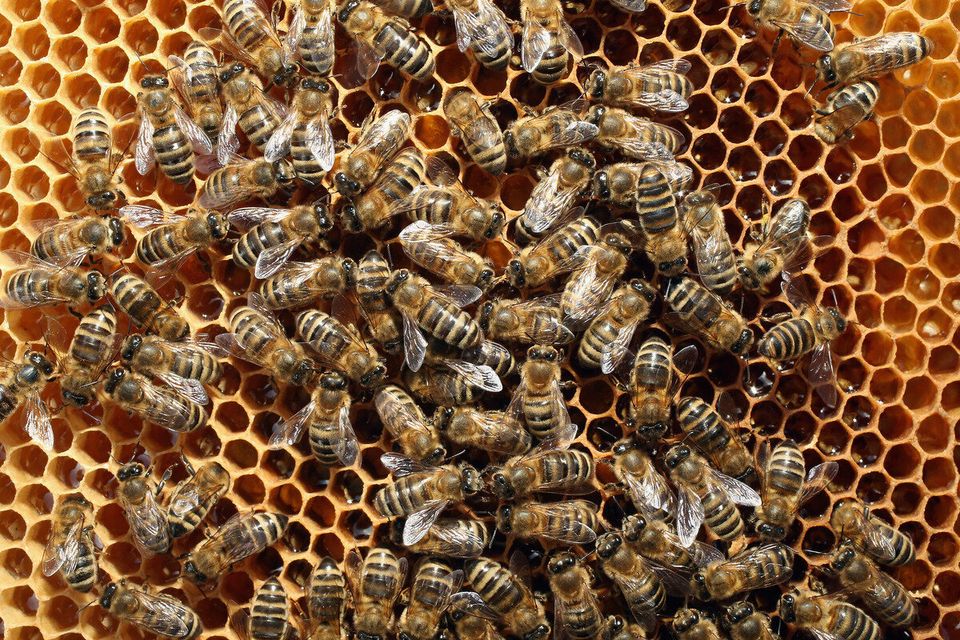 There Are Thousands Of Bee Species