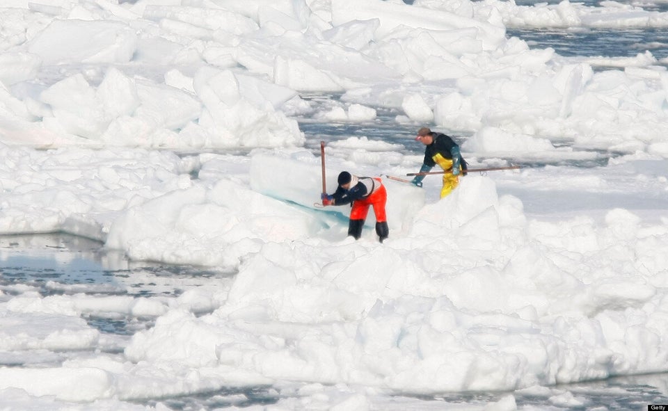 Canadian Seal Hunt