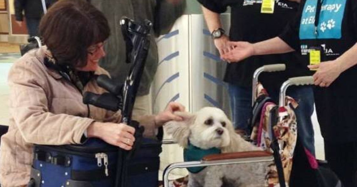 Edmonton Airport Therapy Dogs Aim To Calm Travellers HuffPost Alberta
