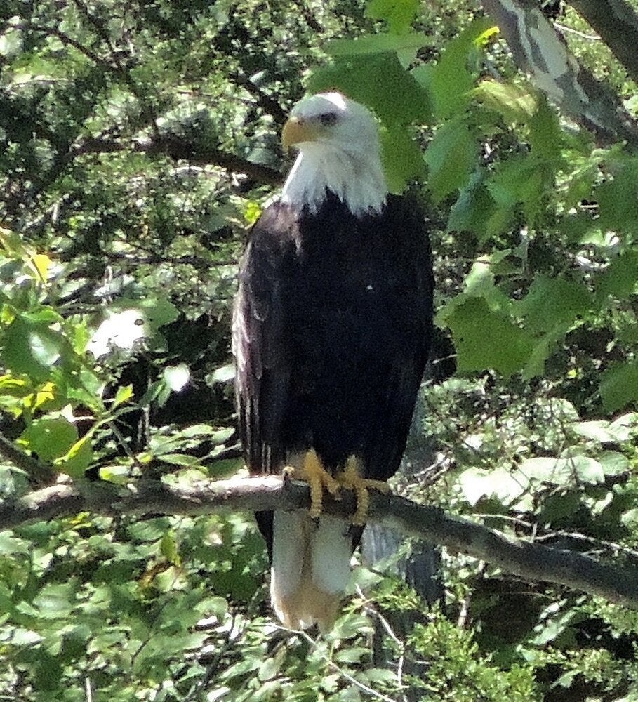 Bald Eagle