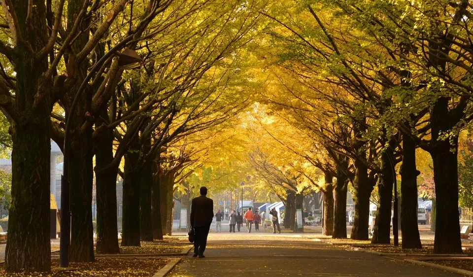 14 Spectacular Tree-Lined Paths That'll Leave You In Awe (PHOTOS