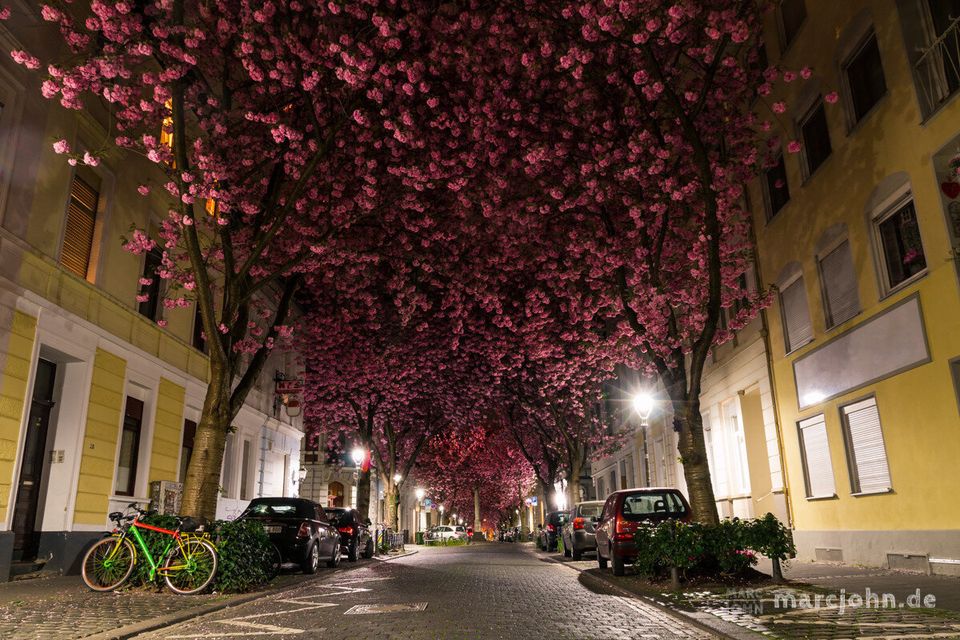 Cherry Blossom Street, Bonn, Germany