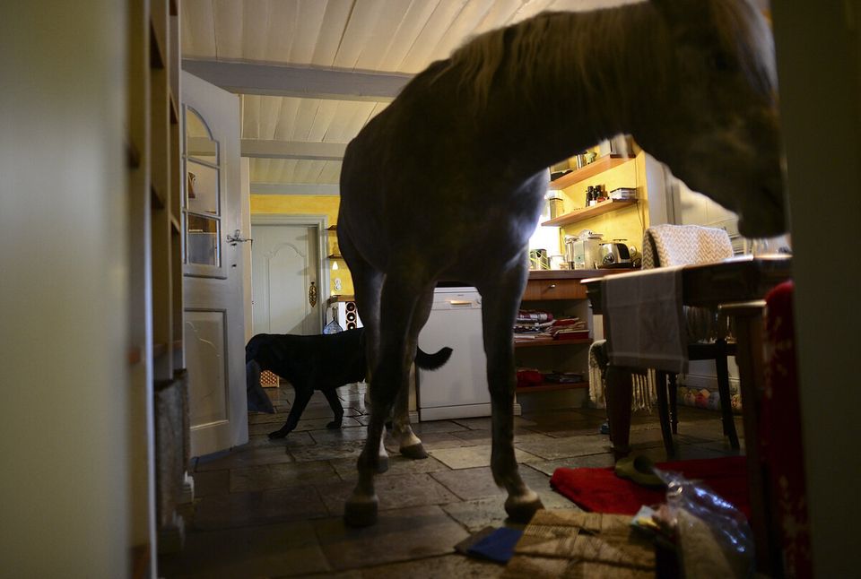 Doctor Shares Her House With A Horse Following Storm