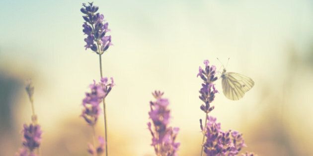 Butterflies on lavender.[