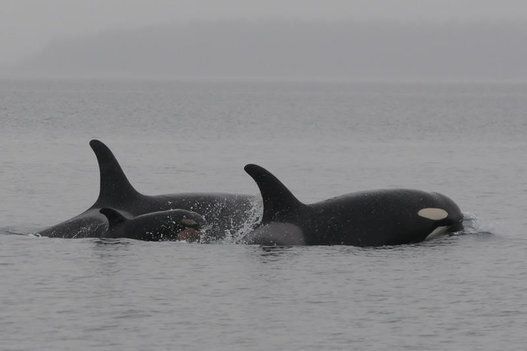 Baby Orca J51, February 2015