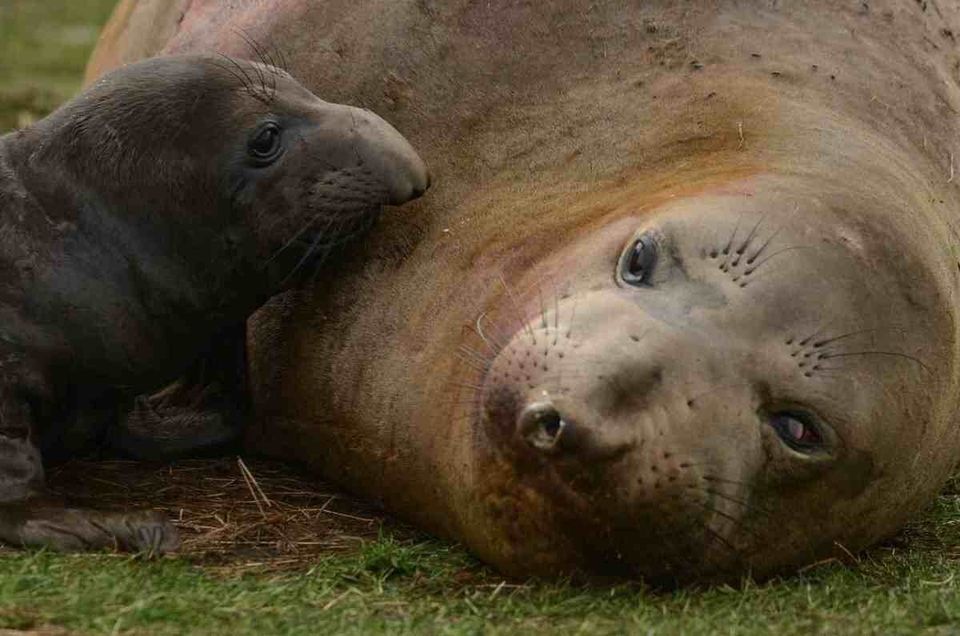 Elephant Seal Pup Born At Race Rocks Ecological Reserve