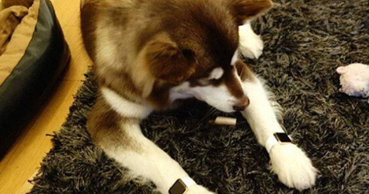 Apple Watch This Dog Has More Wearable Tech Than You (VIDEO
