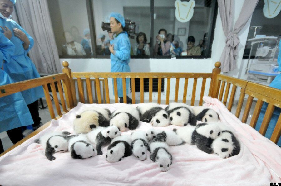 14 Baby Pandas In China