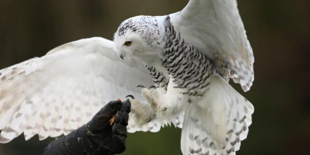 close up of a snowy owl in...