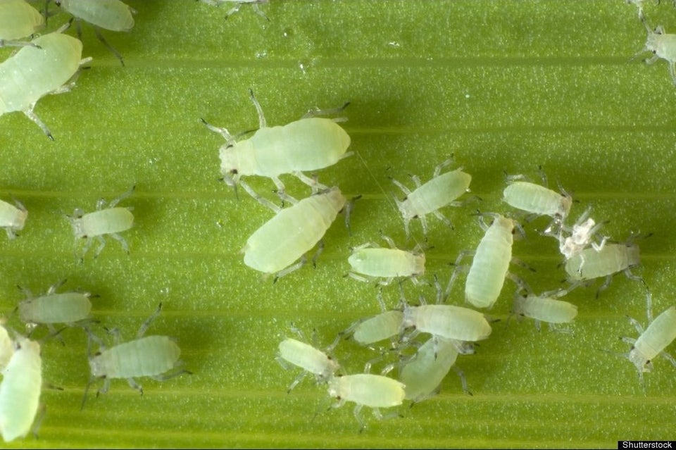 Aphids