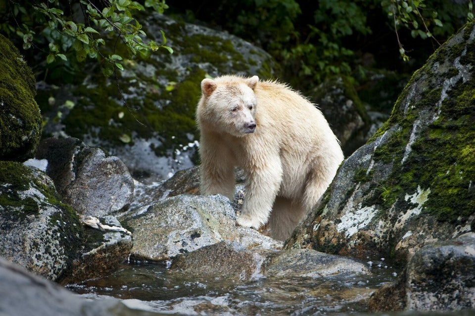 Spirit Bear Photos: Majestic Creatures Search For Food | HuffPost ...