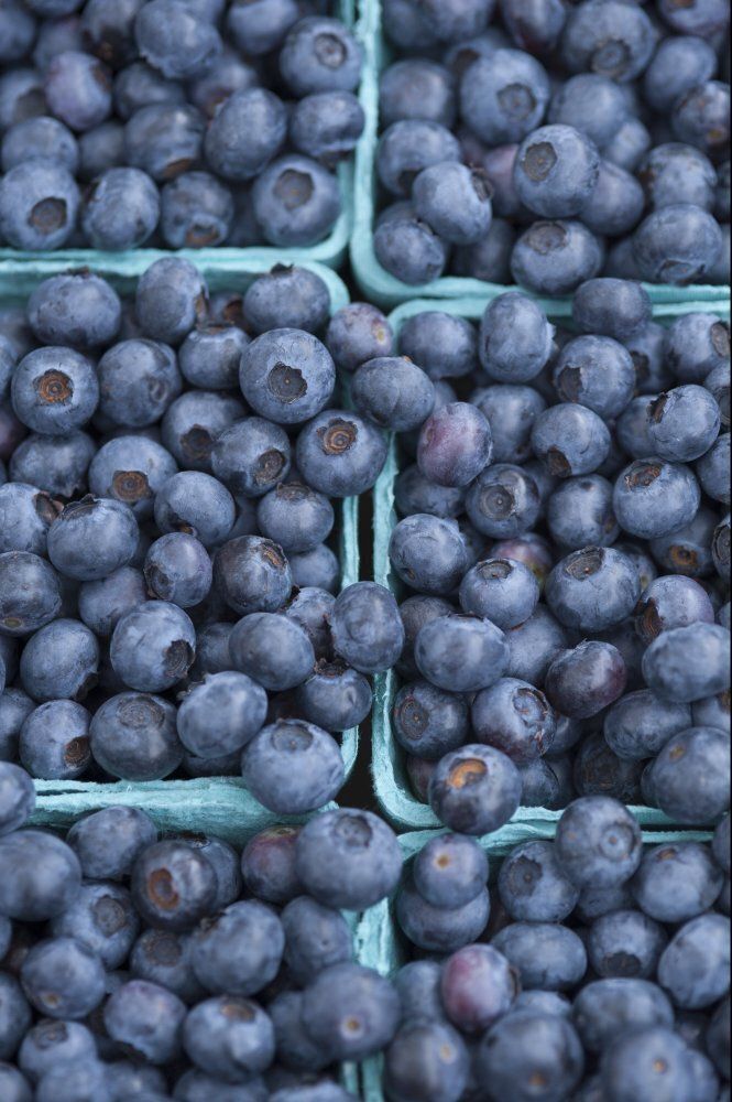 Blueberry Tax, Maine