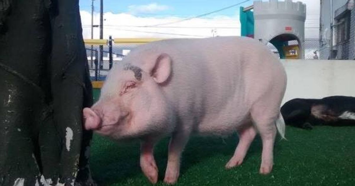 Pig am. Свинка переросток. Вилбур порося. Wilbur Pig. Махаон поросенок Вильбур.