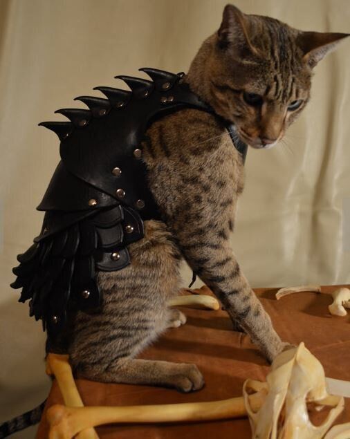 Cat Battle Armour