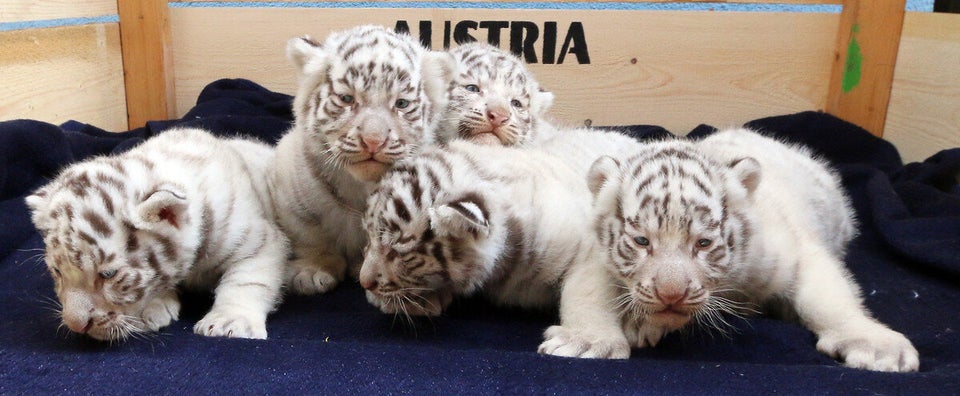 White Bengal tiger cubs unveiled at White Zoo in Austria