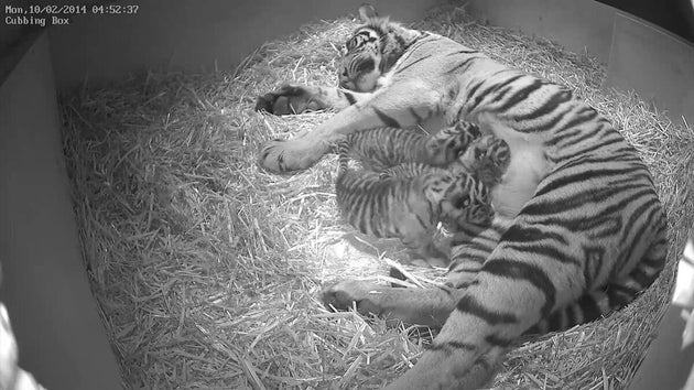 White Bengal tiger cubs unveiled at White Zoo in Austria, The Independent