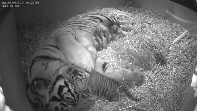 Watch: White tiger cubs born at Austrian zoo