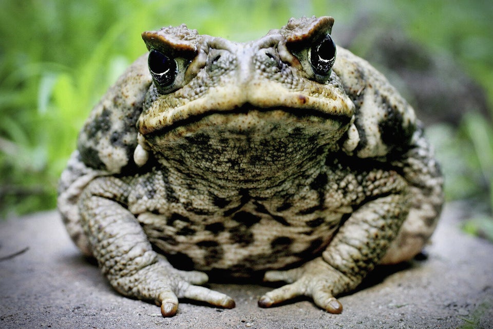 Cane Toads