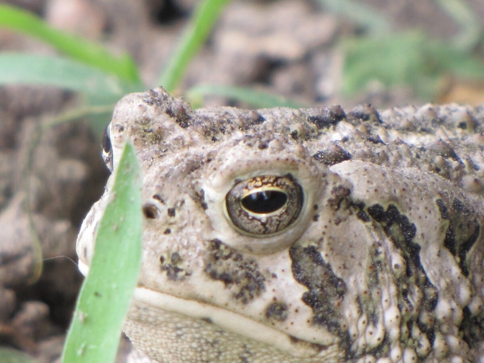 Great Plains Toad