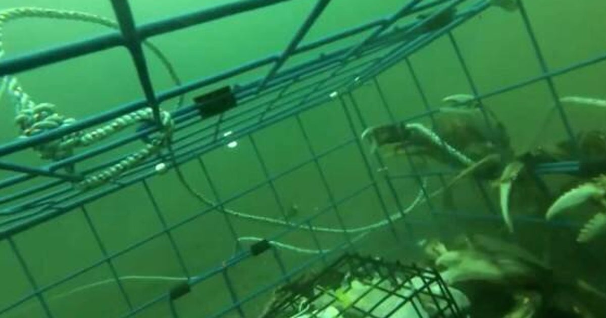 Crab Fishing Video In Nanaimo Is Mesmerizing HuffPost British Columbia