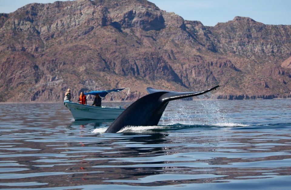 Gargantuan blue whale dwarfs skiff