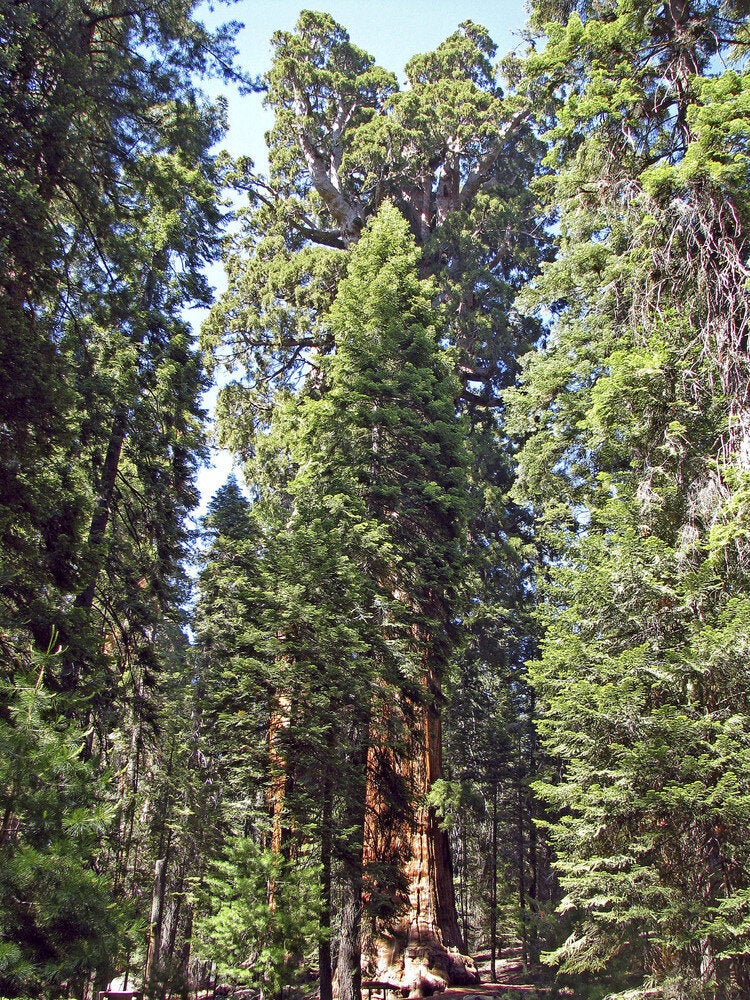 One Man SingleHandedly Plants Forest Bigger Than Central Park