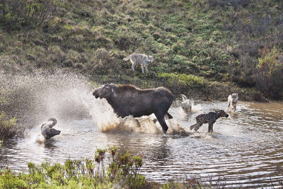 Mother Moose Fights Wolf