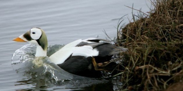 BROWERVILLE, AK - JUNE 05: A Spectacled Eider, one of the priority birds to be tested for Avian Influenza, swims in a body of water June 5, 2006 in Browerville, Alaska. Officials from the USDA are beginning to test migratory birds arriving from Asia and Russia for Avian Influenza. (Photo by Justin Sullivan/Getty Images)
