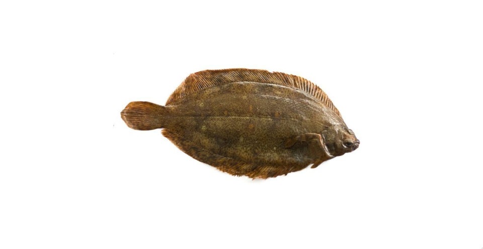 Gray Sole