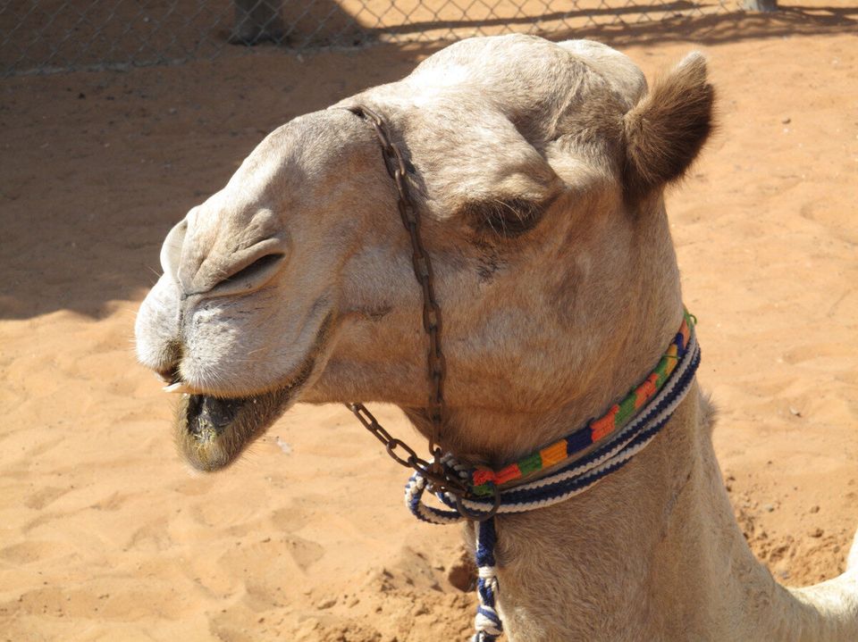The Camel: A lean mean farting machine